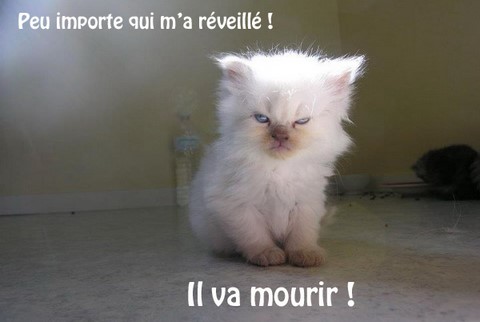 Celui qui m'a réveillé va mourir image drôle https://www.blagues-en-stock.org