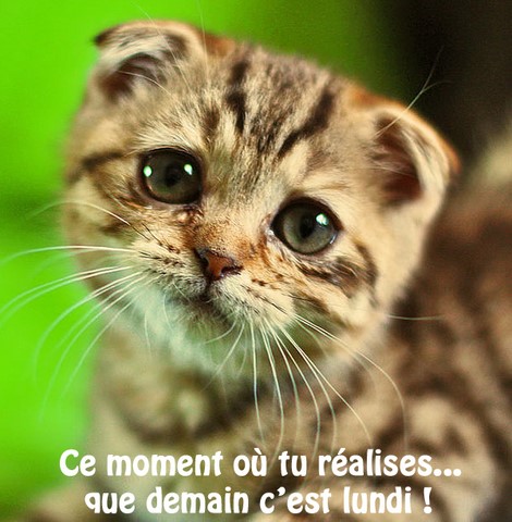 Contre la violence gratuite. Les Minions sur https://www.blagues-en-stock.org
