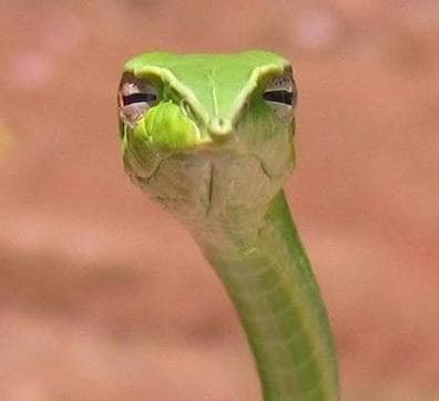 Serpent image drôle http://www.blagues-en-stock.org